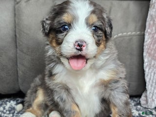 Mini Bernedoodle dogs Mini Archie - Ad 18