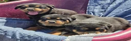 Rottweiler dogs for sale: Nova  - Ad 5