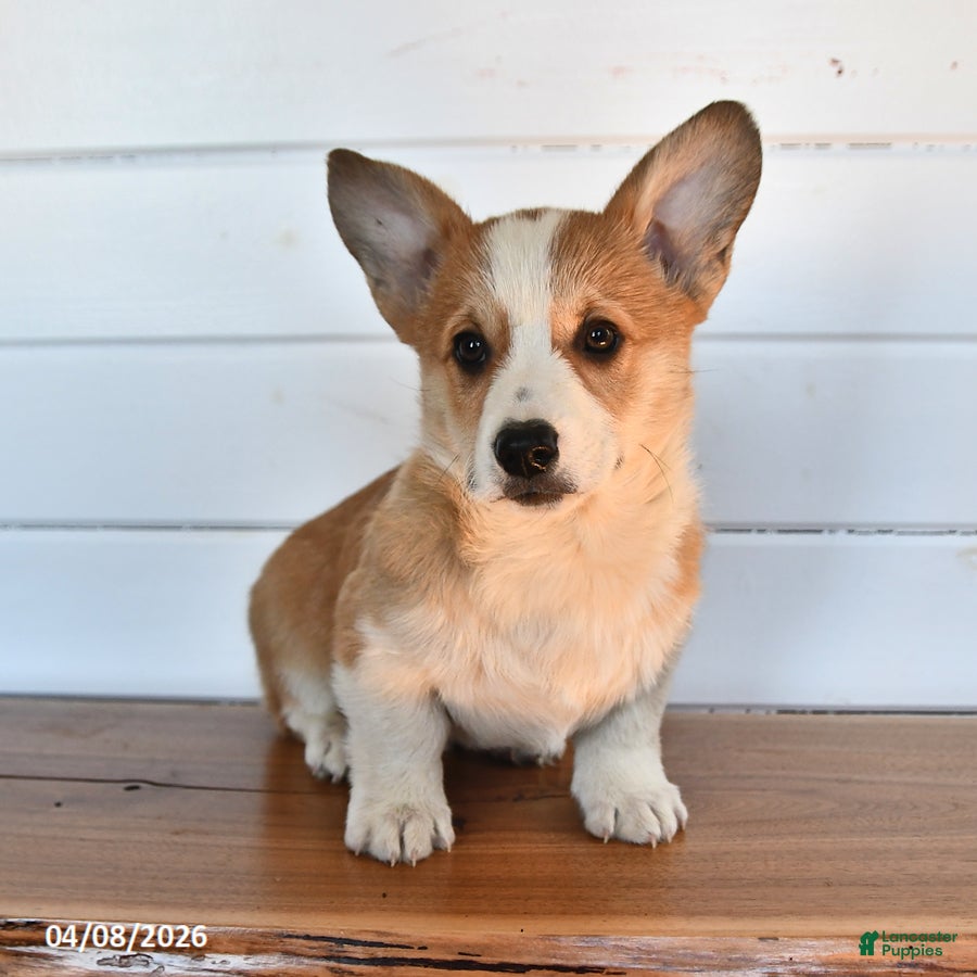 Welsh Corgi Pembroke dogs Toffee - Ad 2