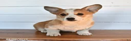 Welsh Corgi Pembroke dogs for sale: Toffee - Ad 2