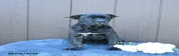 Cane Corso dogs for sale: Beauty - Ad 6