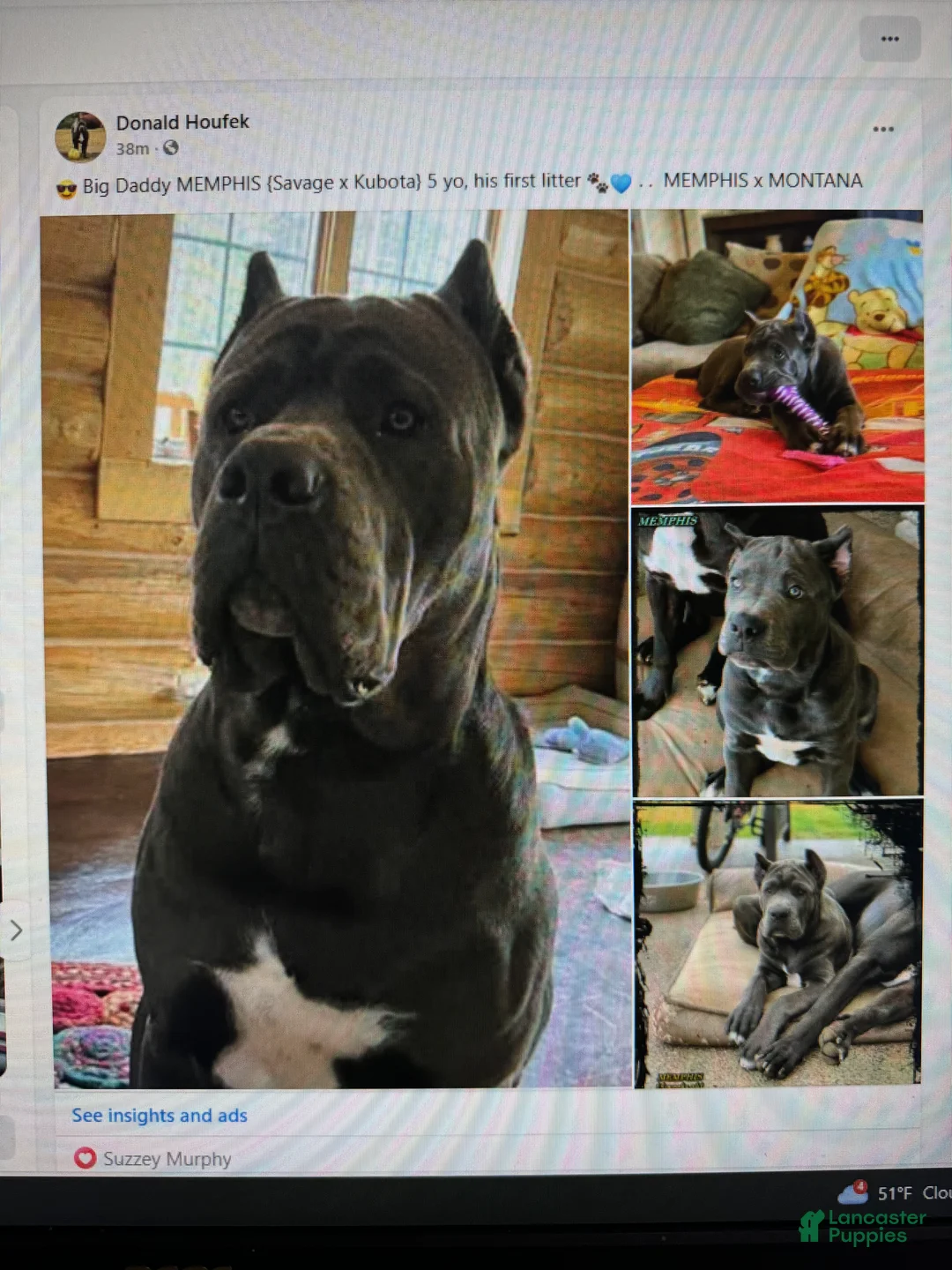 Mixed Breed dogs for sale: Mixed Breed Puppy 2 - Ad 26