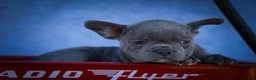Frenchton dogs for sale: Quinn - Ad 9