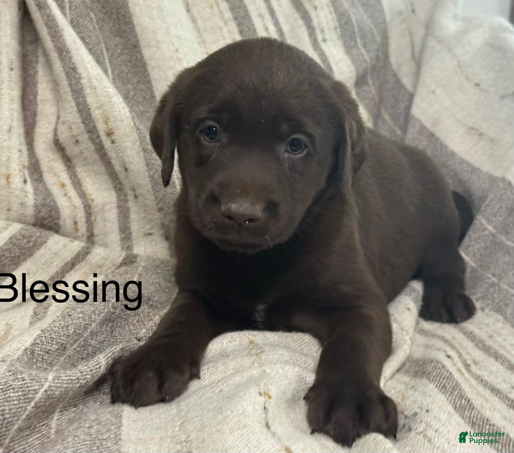 Labrador Retriever dogs Blessing - Ad 1