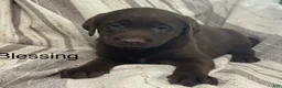 Labrador Retriever dogs for sale: Blessing - Ad 1