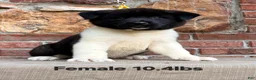 Akita dogs for sale: Akita Puppy 1 - Ad 3