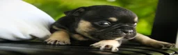French Bulldog dogs for sale: Finn French Bulldog  - Ad 10
