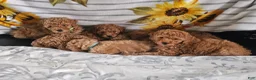 Miniature Poodle dogs for sale: Miniature Poodle Puppy 3 - Ad 8