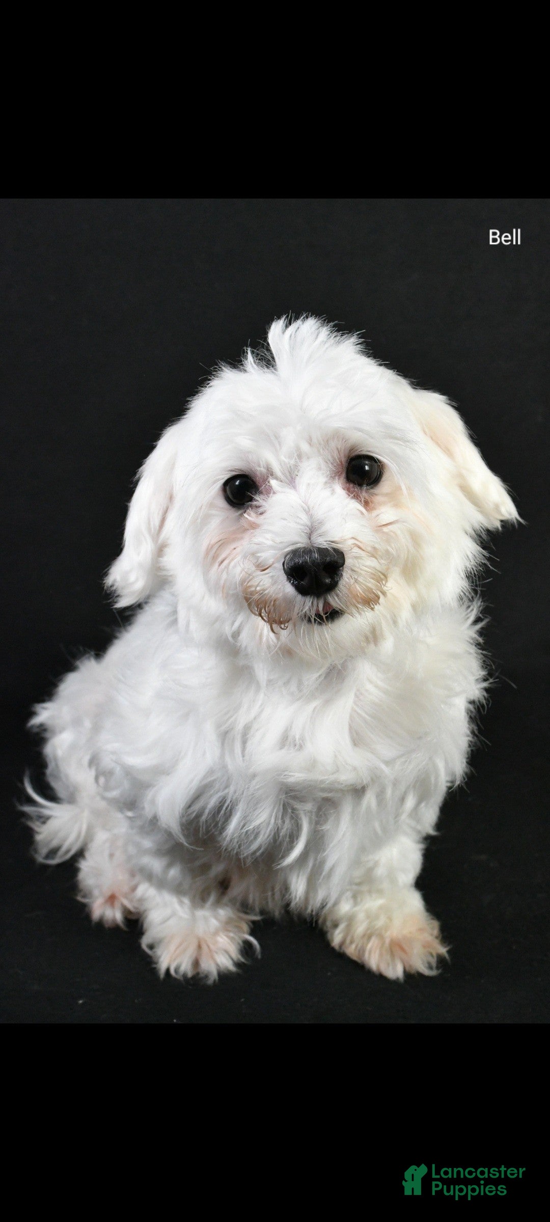 Maltese dogs for sale: Winnie - Ad 10