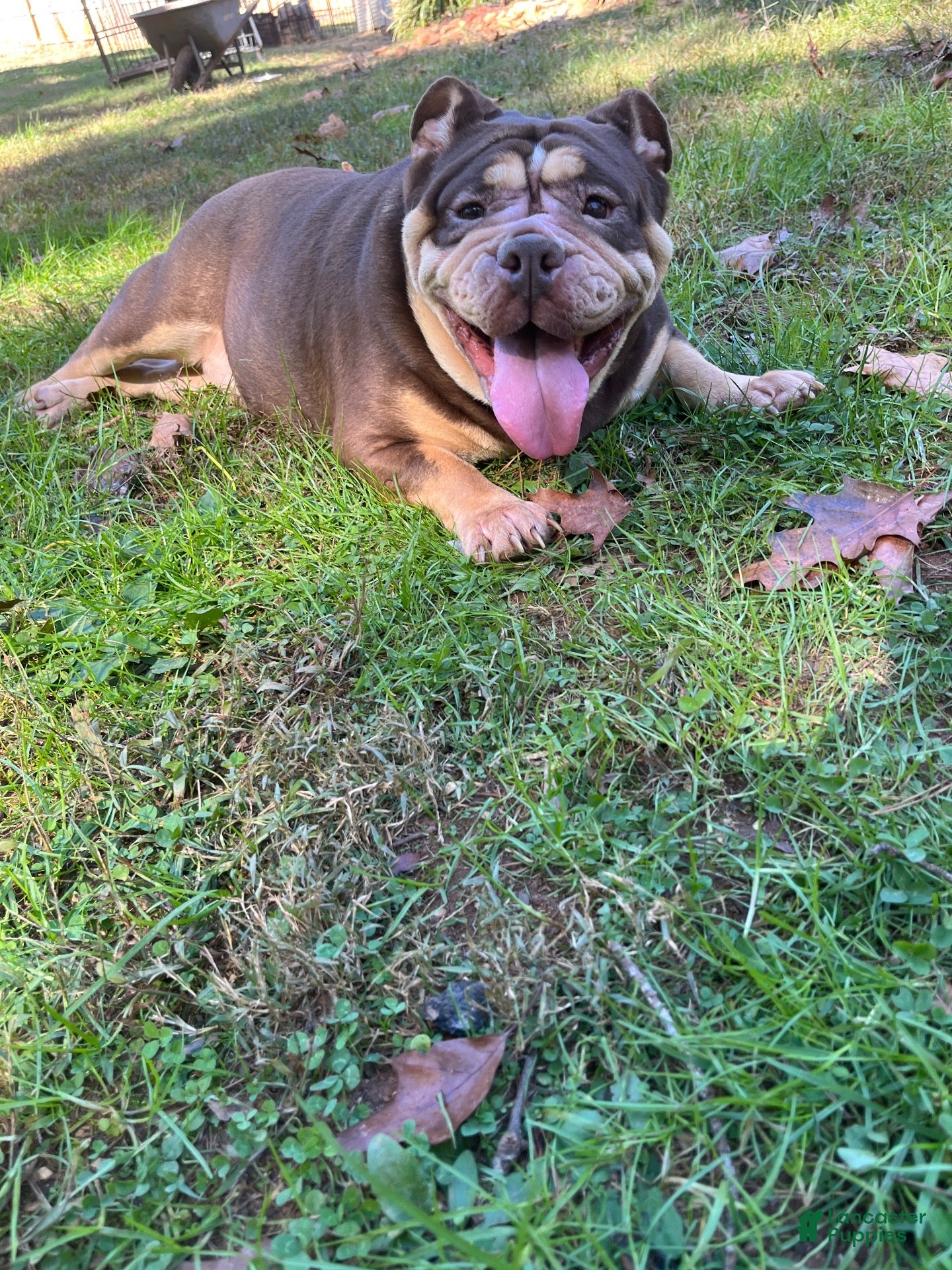 American Bulldog dogs for sale: American Bulldog 1 - Ad 10