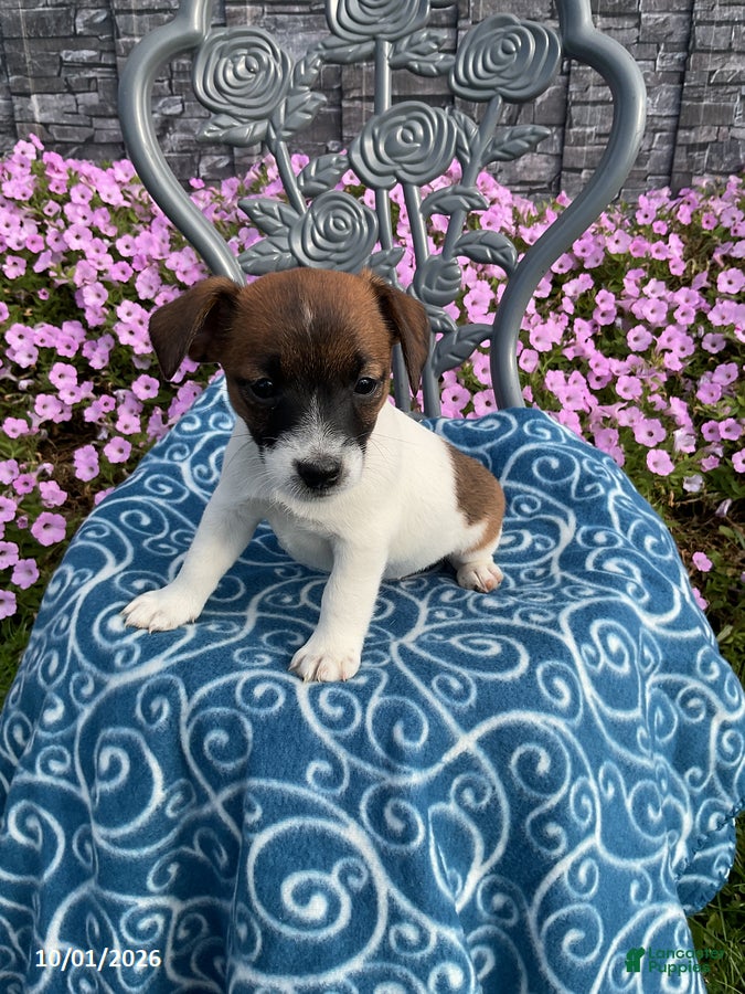 Jack Russell Terrier dogs King - Ad 1