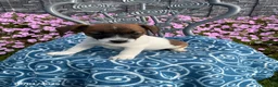 Jack Russell Terrier dogs for sale: King - Ad 1