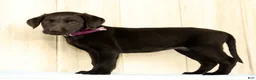 Labrador Retriever dogs for sale: Bravely - Ad 5