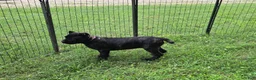 Cane Corso dogs for sale: Mabel - Ad 3