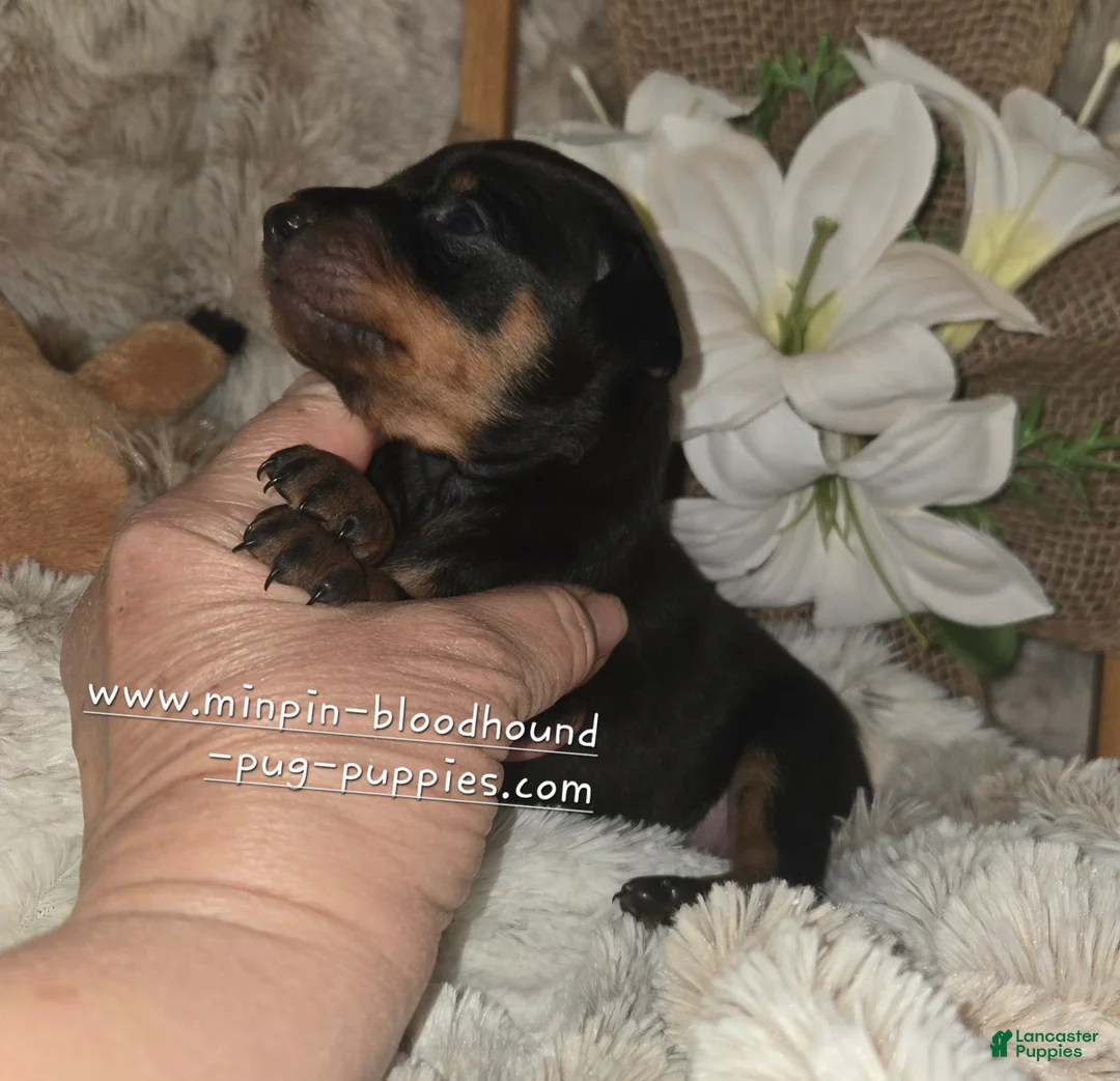 Miniature Pinscher dogs for sale: Miniature Pinscher Puppy 5 - Ad 2