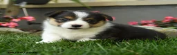 Welsh Corgi Pembroke dogs for sale: Misty - Ad 3