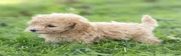 Maltipoo dogs for sale: Winston Maltipoo  - Ad 10