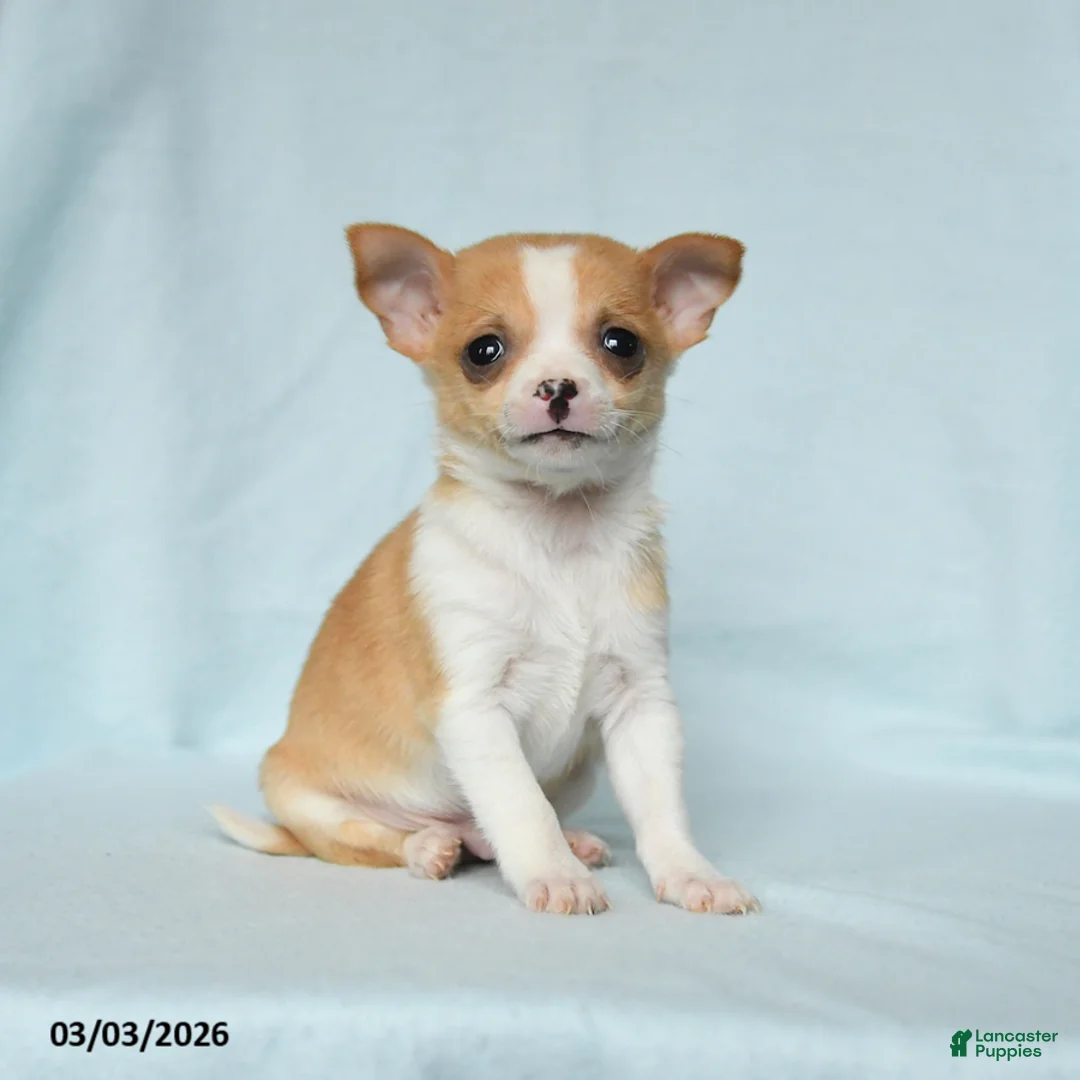Chihuahua dogs for sale: Toby - Ad 1