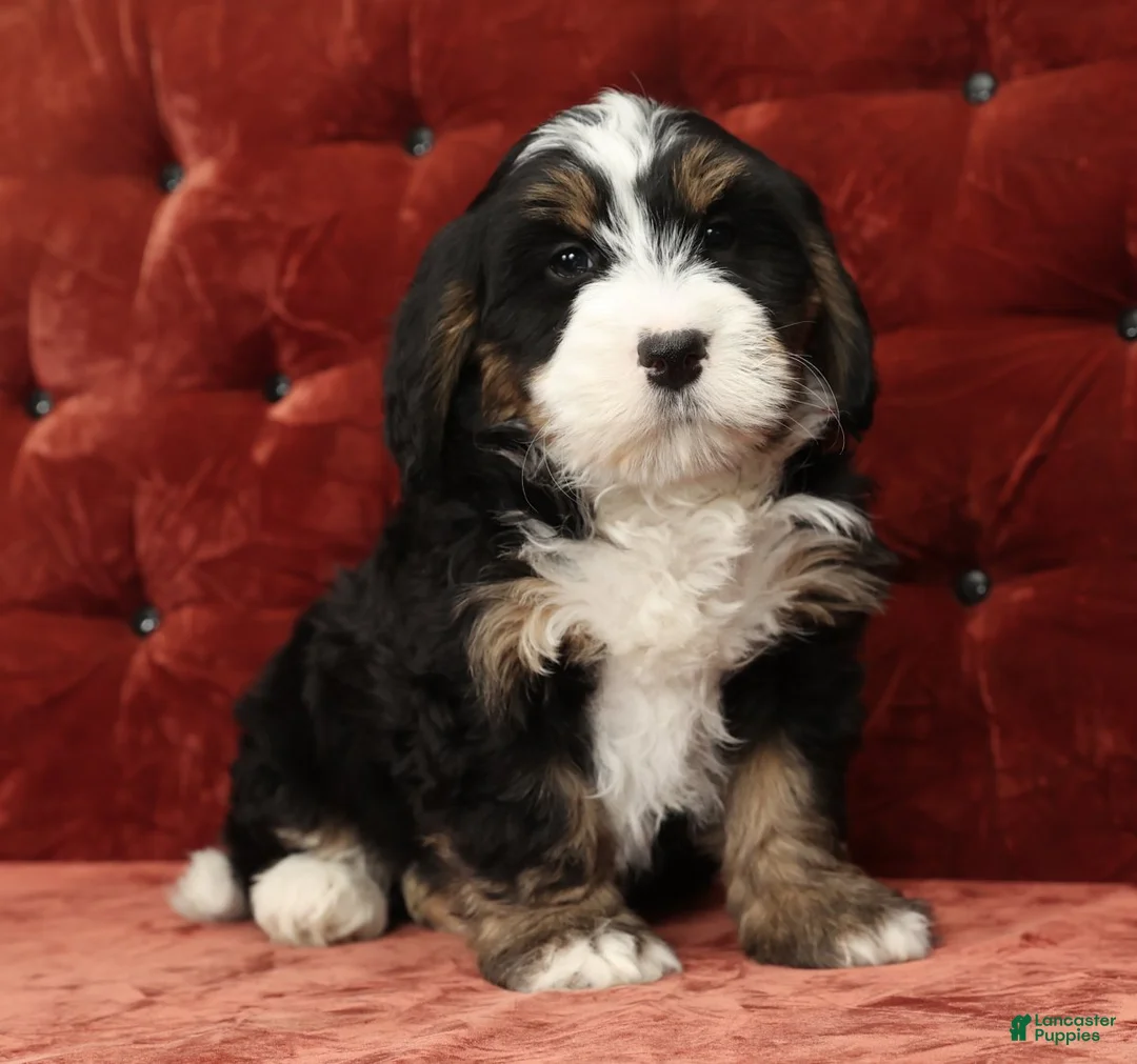 Mini Bernedoodle dogs for sale: Theo - Ad 3