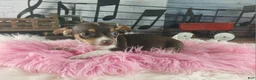 Chihuahua dogs for sale: Chocolate teacup Chihuahua girl. Hand delivery - Ad 6