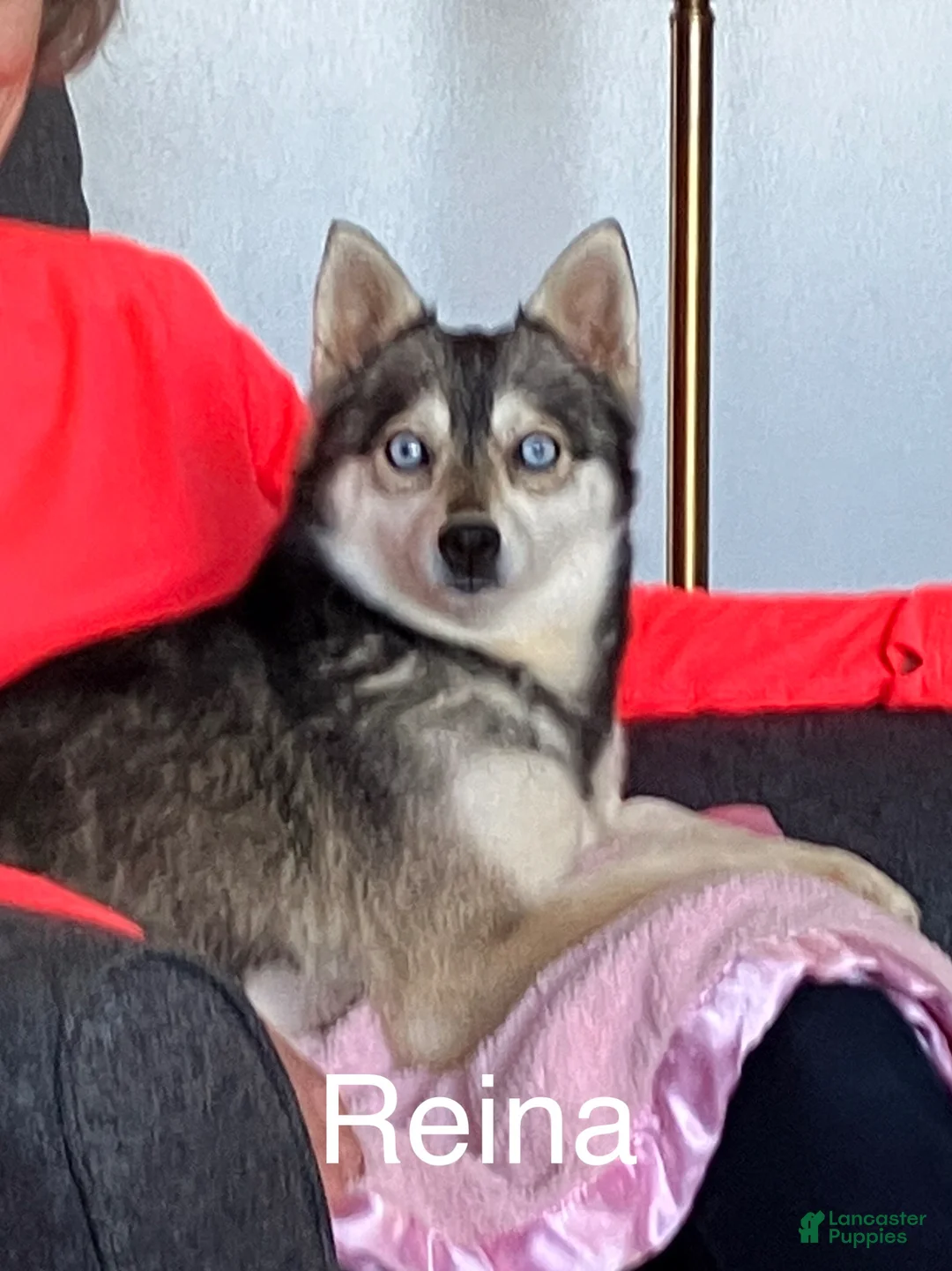 Alaskan Klee Kai dogs for sale: Alaskan Klee Kai Puppy 3 - Ad 2