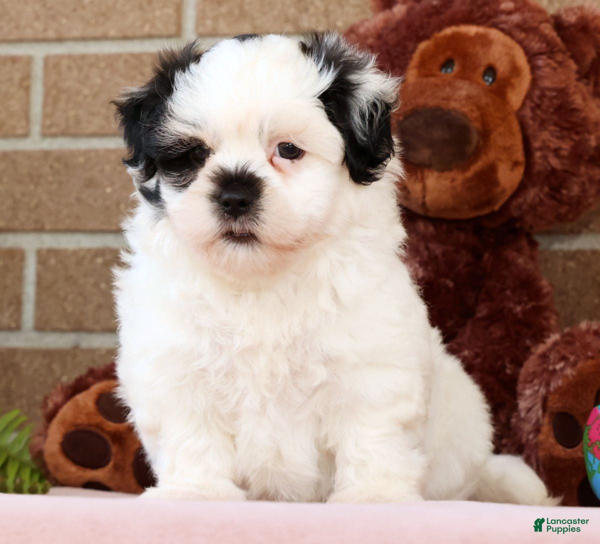 Malshi dogs Panda - Ad 1
