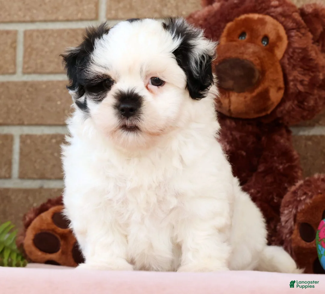 Malshi dogs for sale: Panda - Ad 1