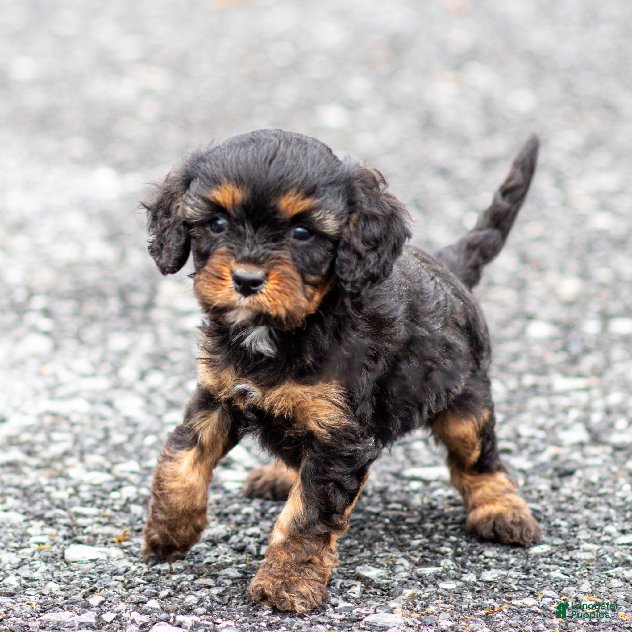 Cavapoo dogs Turbo Cavapoo Puppy  - Ad 2