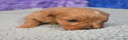 Cavapoo dogs for sale: Cavapoo 6 - Ad 28