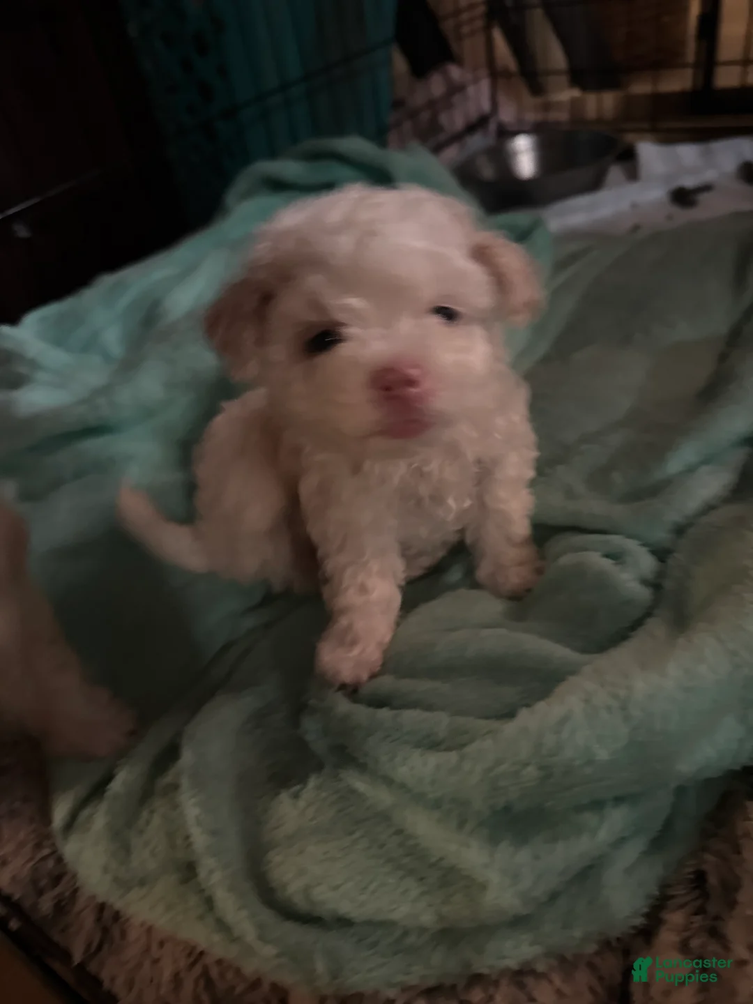 Bichon Frise dogs for sale: Bichon Frise Puppy 3 - Ad 1