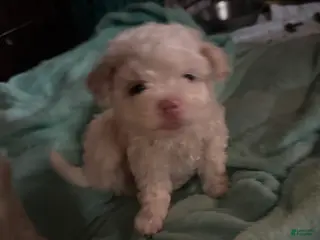 Bichon Frise dogs for sale: Bichon Frise Puppy 3 - Ad 1