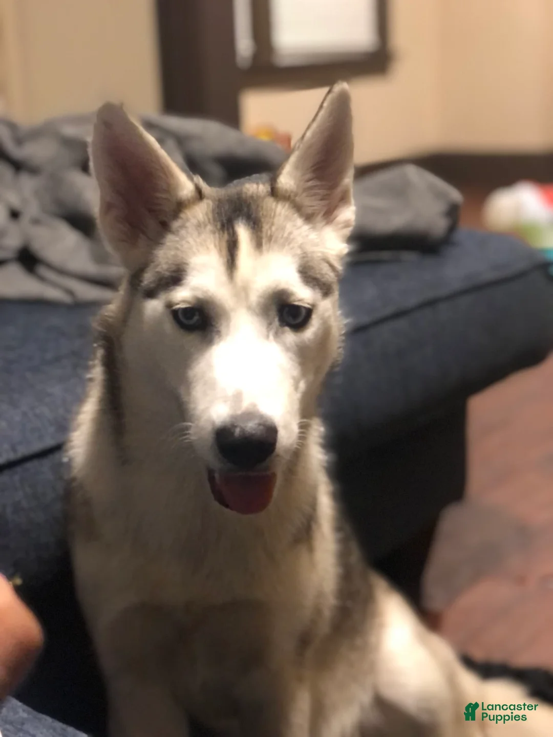 Gallery Image {{count}}