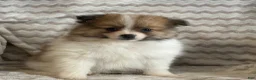 Pomeranian dogs for sale: Rosy - Ad 3