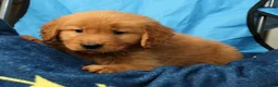 Golden Retriever dogs for sale: Marshall - Ad 7