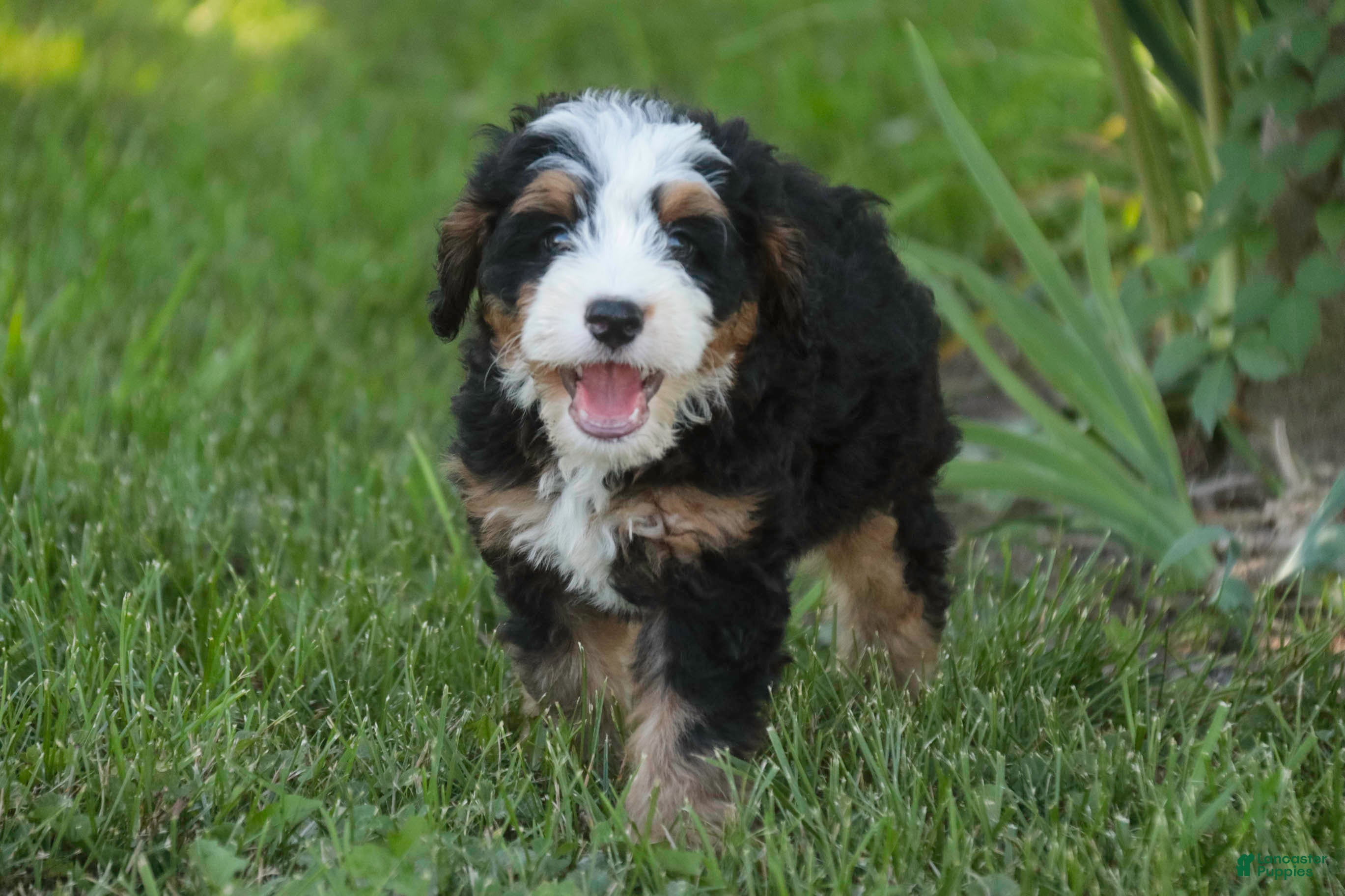 Mini Bernedoodle dogs Mooney Mini Bernedoodle  - Ad 1
