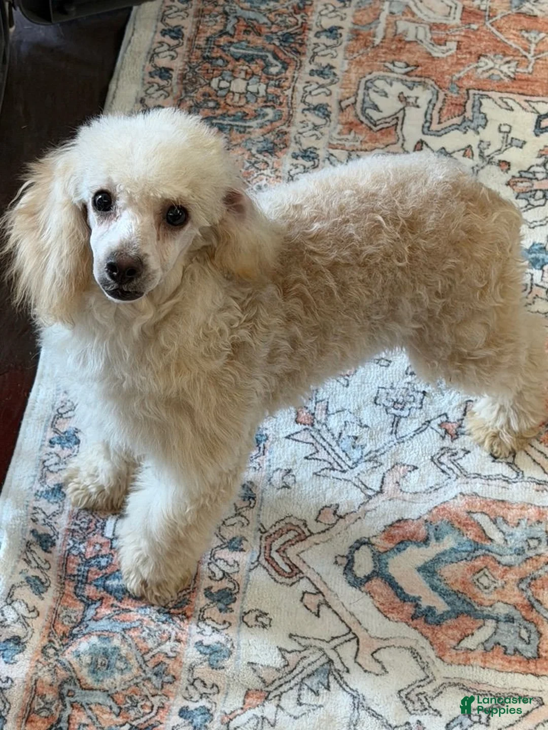 Toy Poodle dogs for sale: Pansy - Ad 2