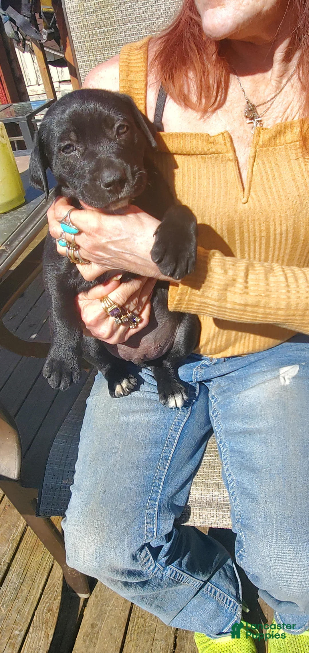 Mixed Breed dogs for sale: Mixed Breed Puppy 4 - Ad 1