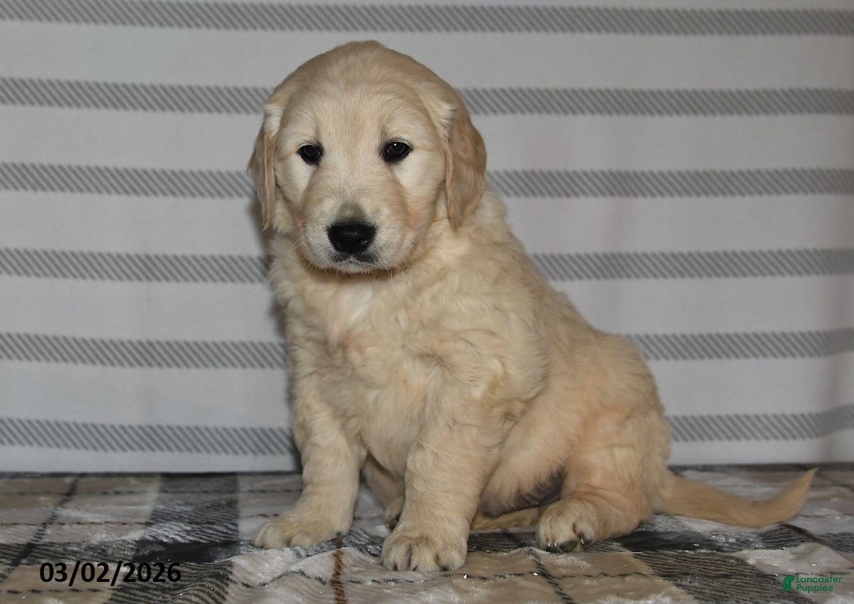 Golden Retriever dogs Evans - Ad 1