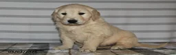 Golden Retriever dogs for sale: Evans - Ad 1