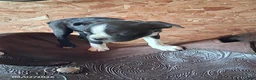 Boston Terrier dogs for sale: Jay - Ad 3