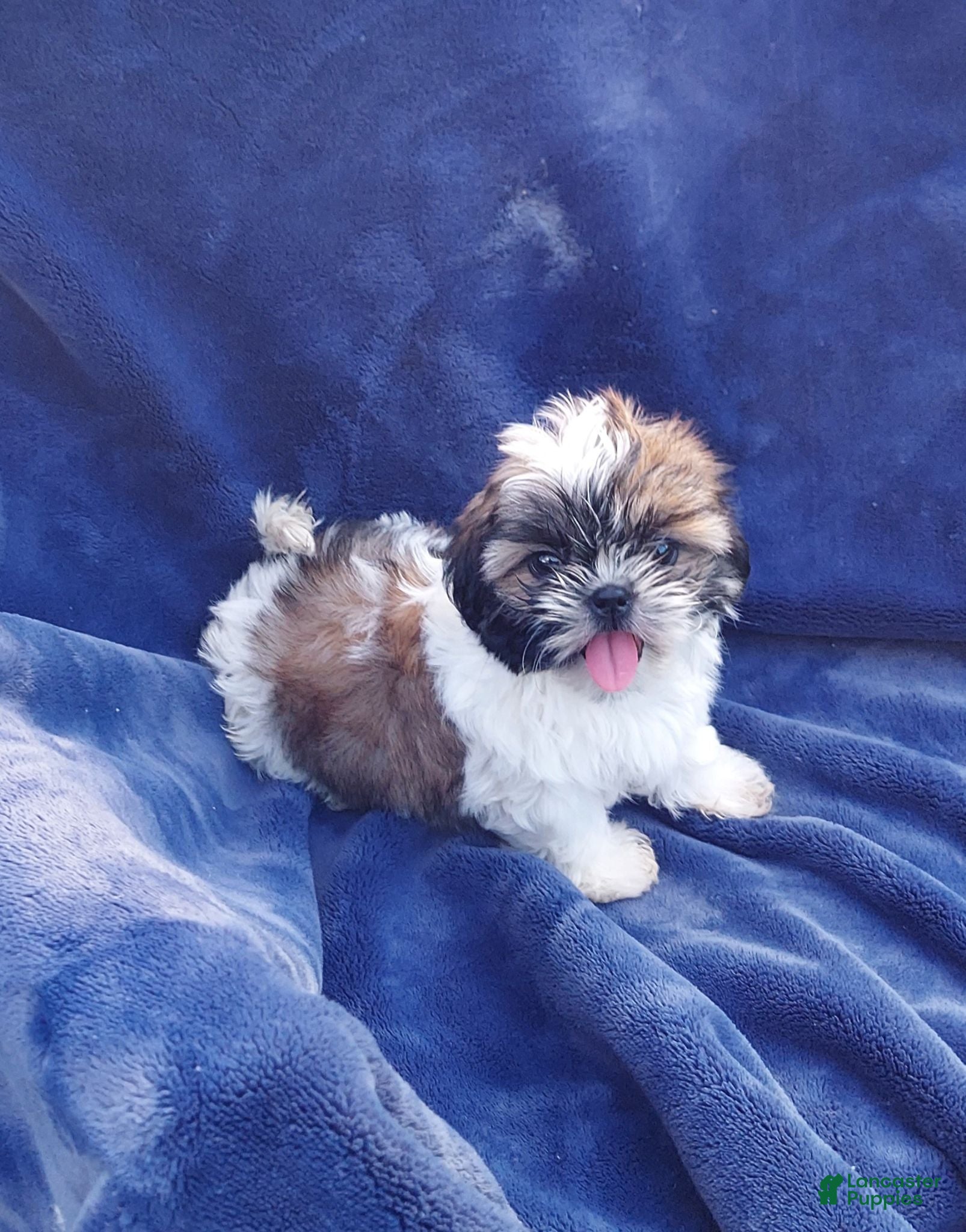 Shih Tzu dogs WILMA - Ad 2