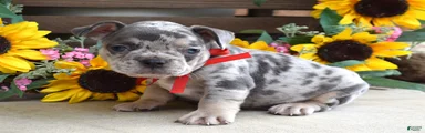 Gus