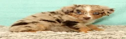 Mini Aussiedoodle dogs for sale: Lee - Ad 3