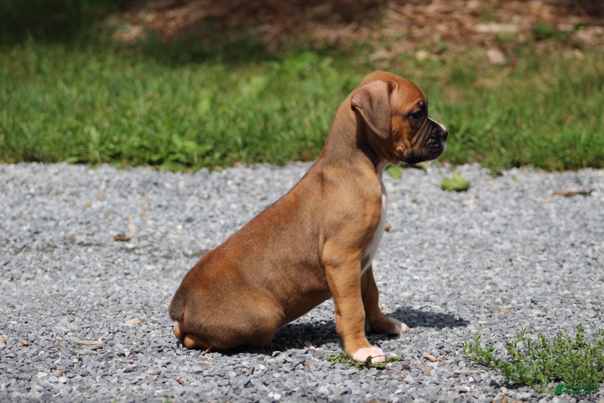 Boxer dogs Dexter - Ad 2
