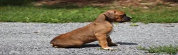 Boxer dogs for sale: Dexter - Ad 2