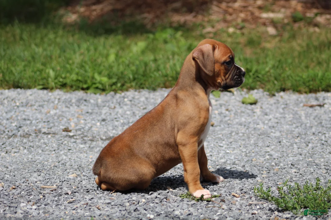 Boxer dogs for sale: Dexter - Ad 2