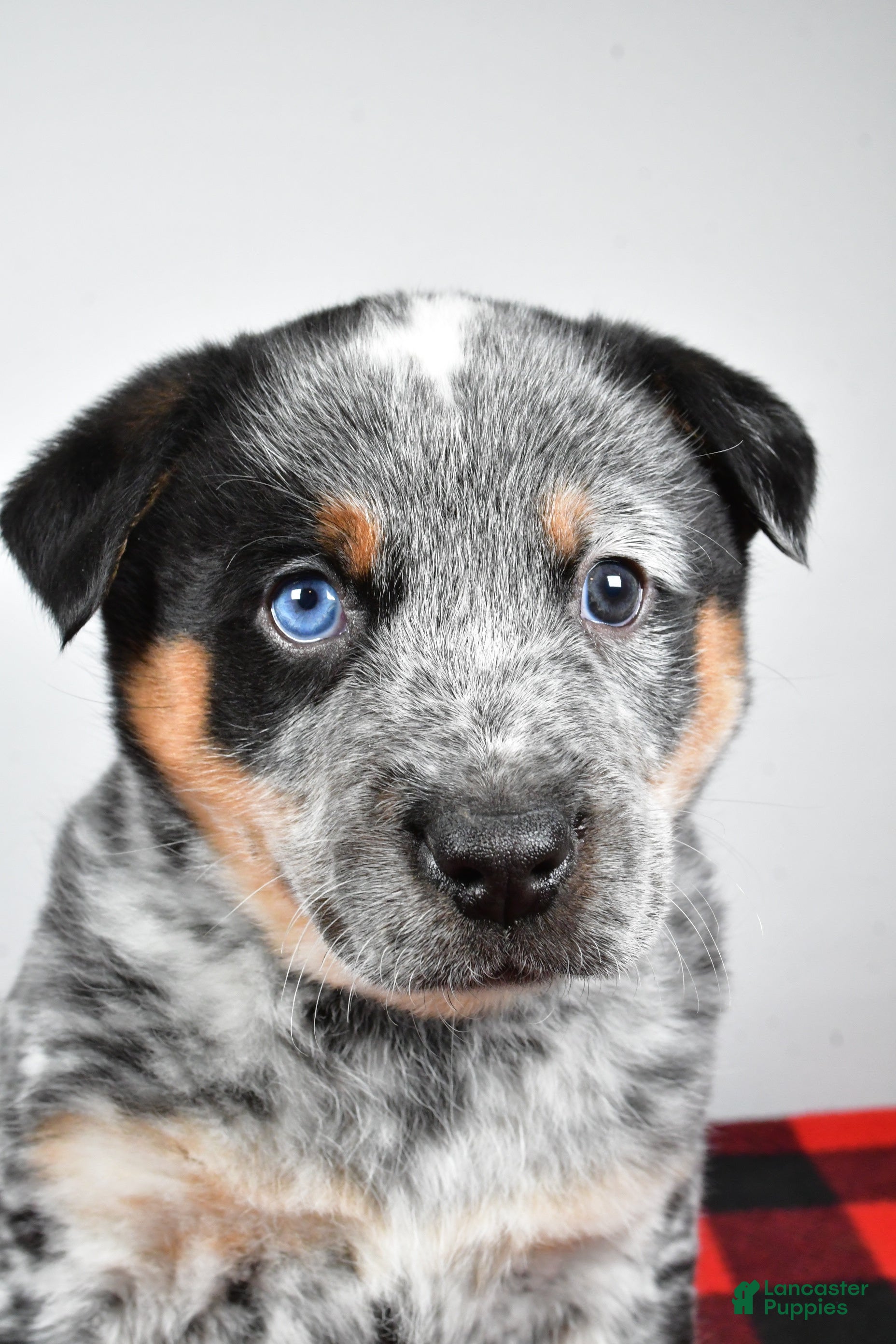 Australian Cattle Dog dogs Sammy - Ad 15
