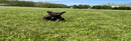 Belgian Malinois dogs for sale: Pittsburgh  - Ad 7