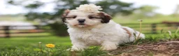 Shih Tzu dogs for sale: Clover - Ad 7