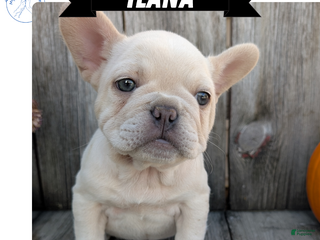 French Bulldog dogs - Ad 31